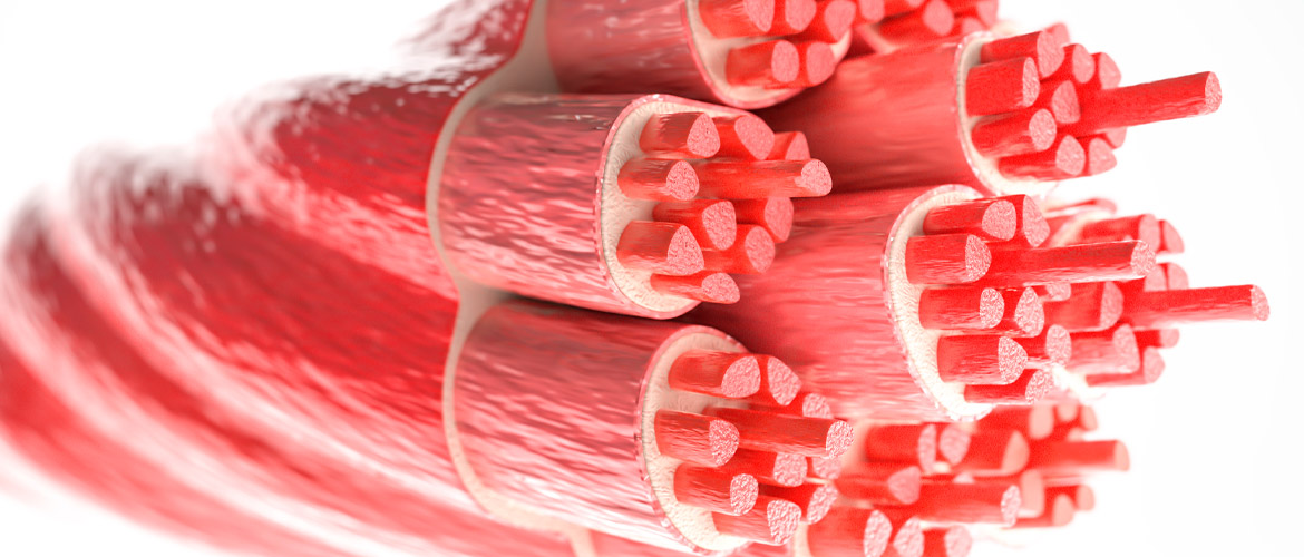 La importancia de los músculos en nuestra salud